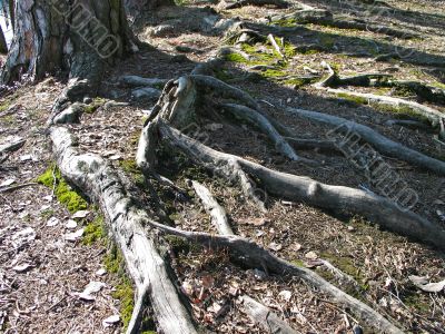Roots