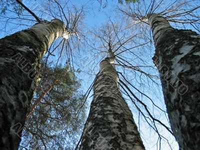 Three birches and pine