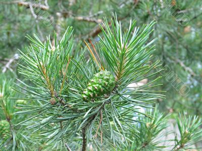 green cone