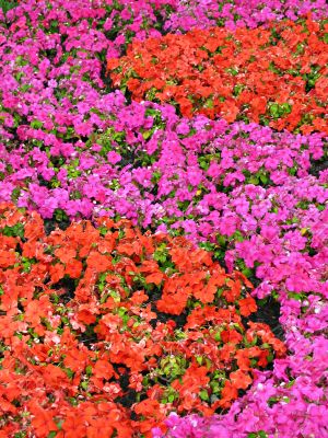 flower pattern