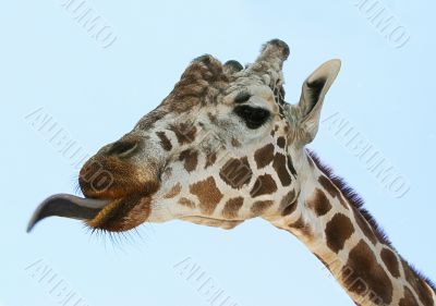 Funny Giraffe