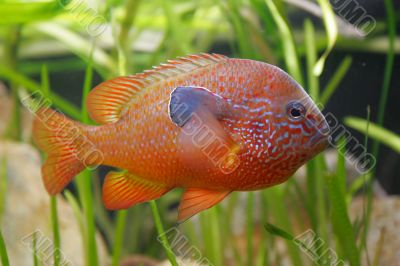 Beautiful orange fish