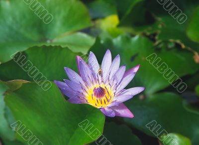 Bee and water lily