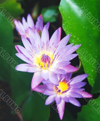 Water lily