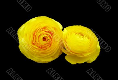 Yellow Roses