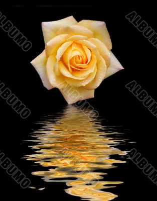 Yellow Rose