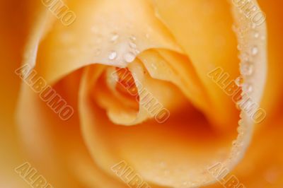 Orange Rose Macro