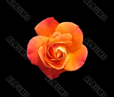 Orange Rose