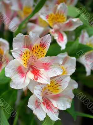 Alstroemeria flowers