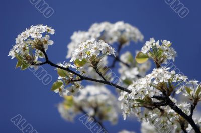 Blossom in spring