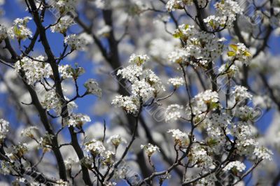 Tree in blossom