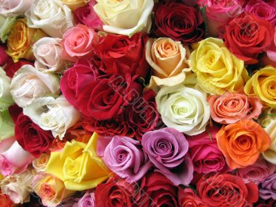 Colorful Roses