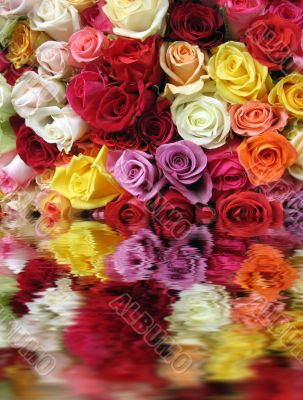 Colorful Roses