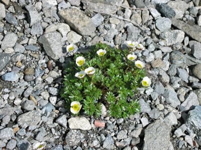 mountain flowers