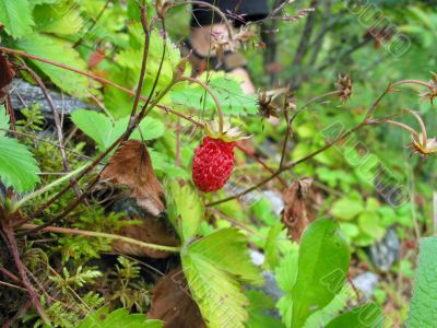 wild strawberry