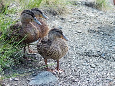 three ducks