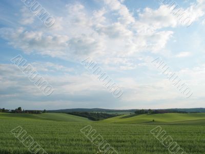 meadow landscape