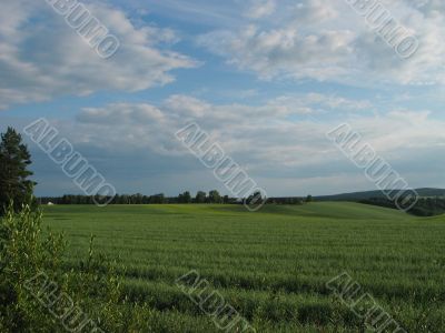 summer meadow