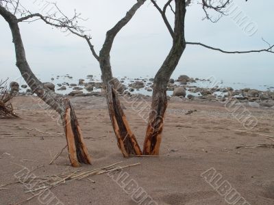 three trees