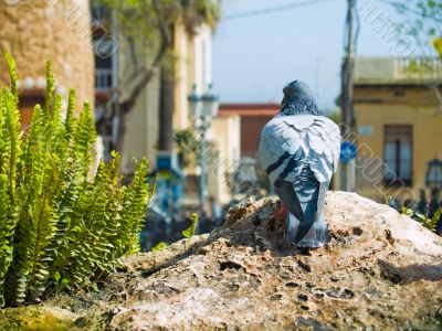 Urban pidgeon