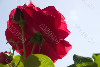 Large red rose