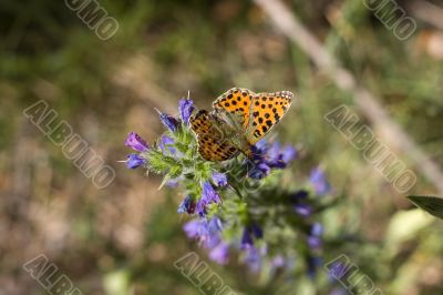 Orange black butterfly