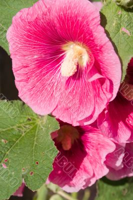 Rose mallow