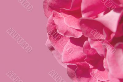 Rose texture