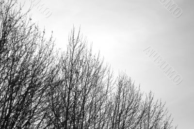 Winter day background