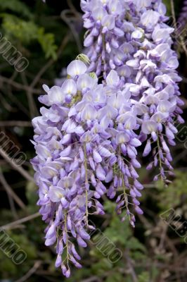 Hanging wisteria blossoms