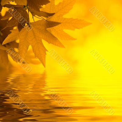 green leaves reflecting in the water, shallow focus