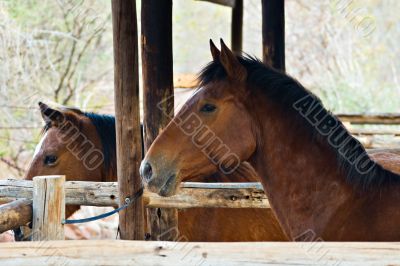Horses
