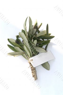 branch with white label