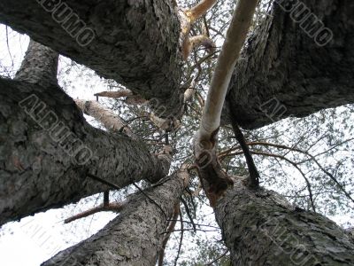 pine trees