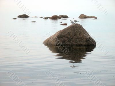 two seagull