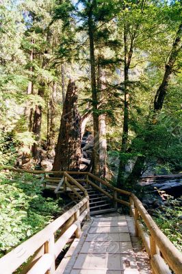 forest walking path