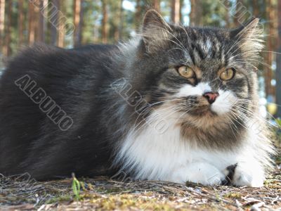 Siberian cat