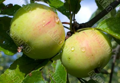washed apple