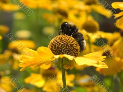 bee at work