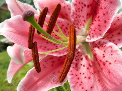 colorful lily closeup