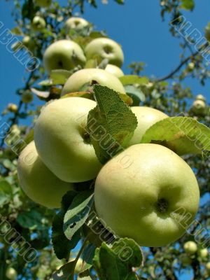 rich harvest