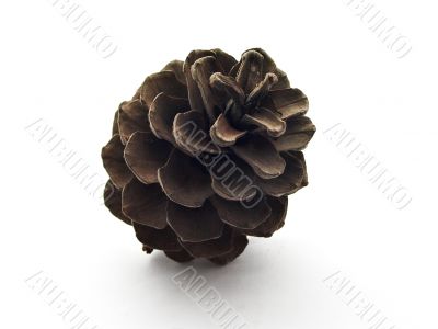 Pine cone