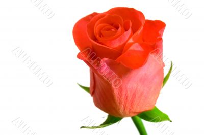 rose