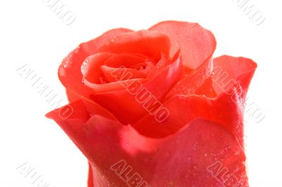 dewed rose