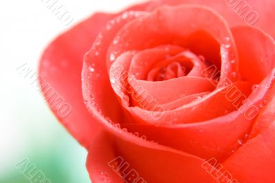 rose