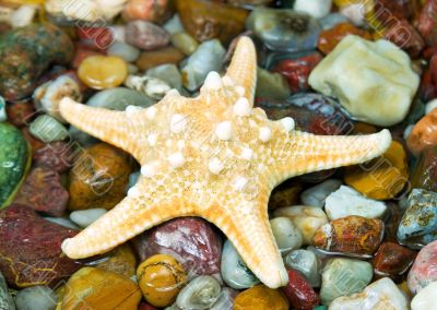 starfish on pebble
