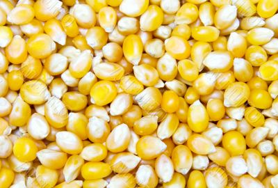 Corn