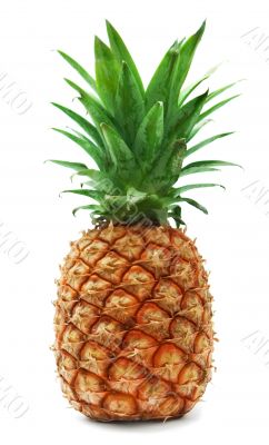 ripe pineapple