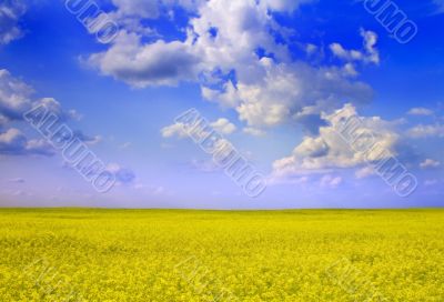 Rape Field