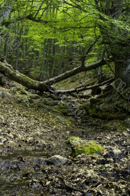 stream